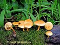 Pholiota tuberculosa-amf1452